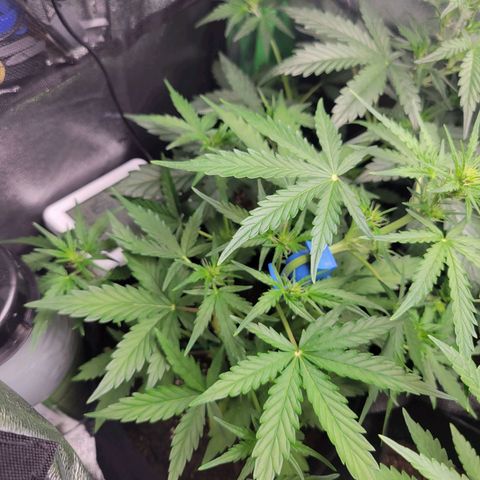 Godzilla Cookies growlog timeline photo
