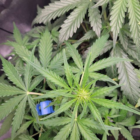 Godzilla Cookies growlog timeline photo