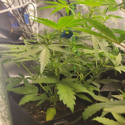 Godzilla Cookies growlog timeline photo