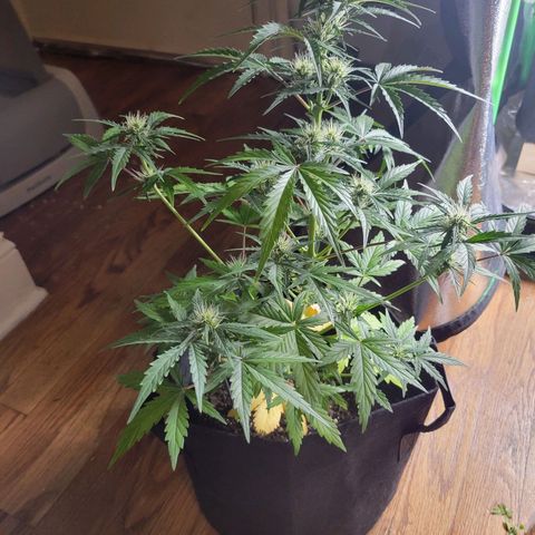 Godzilla Cookies growlog timeline photo