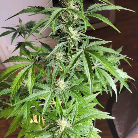 Godzilla Cookies growlog timeline photo
