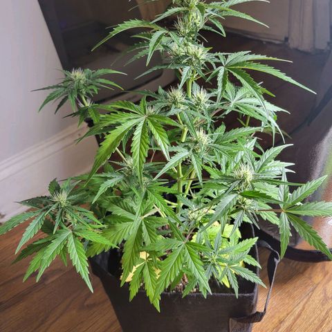 Godzilla Cookies growlog timeline photo