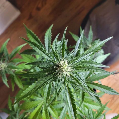 Godzilla Cookies growlog timeline photo