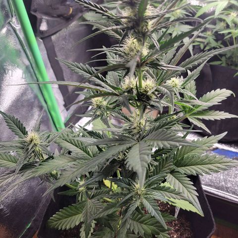 Gorilla Cookies Autoflower growlog timeline photo