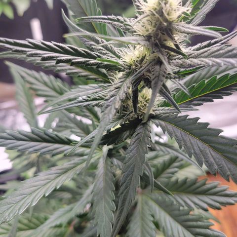 Gorilla Cookies Autoflower growlog timeline photo