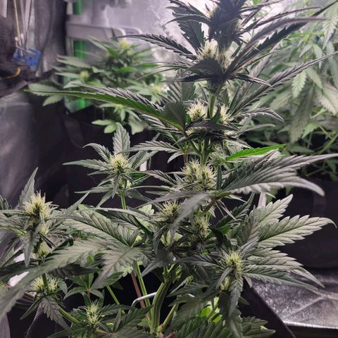 Gorilla Cookies Autoflower growlog timeline photo
