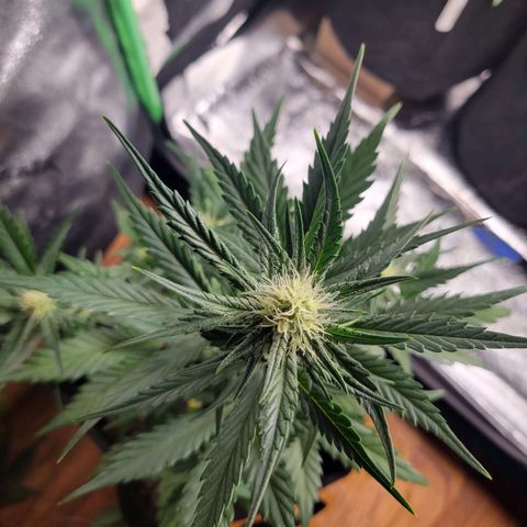 Gorilla Cookies Autoflower growlog timeline photo