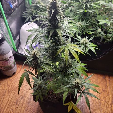 Godzilla Cookies growlog timeline photo