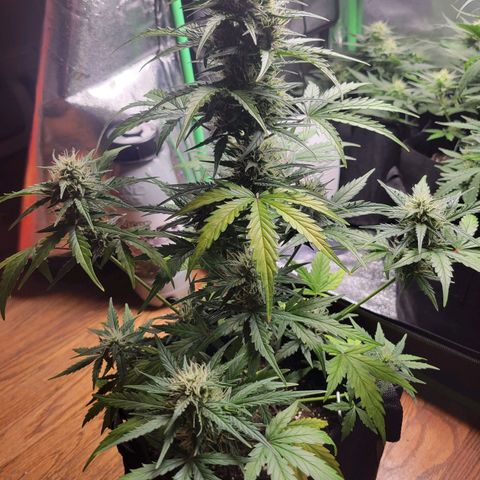 Godzilla Cookies growlog timeline photo