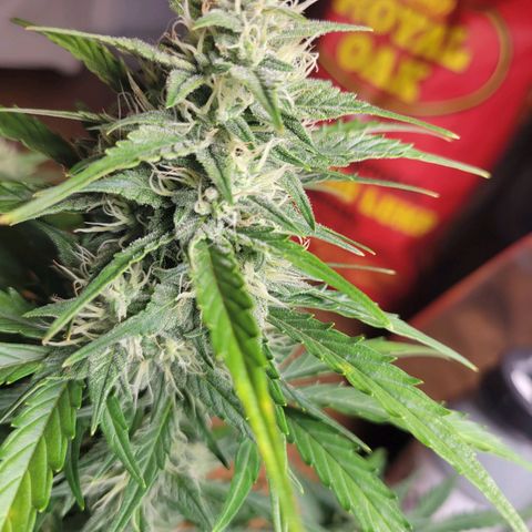 Godzilla Cookies growlog timeline photo