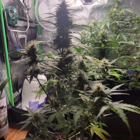 Godzilla Cookies growlog timeline photo