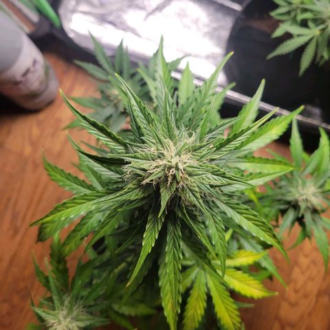 Godzilla Cookies growlog timeline photo