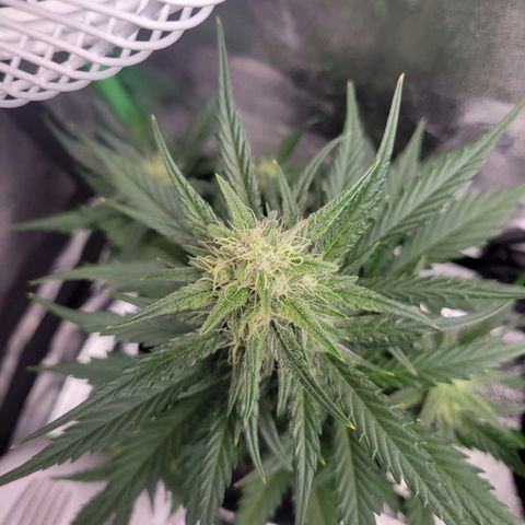 Gorilla Cookies Autoflower growlog timeline photo
