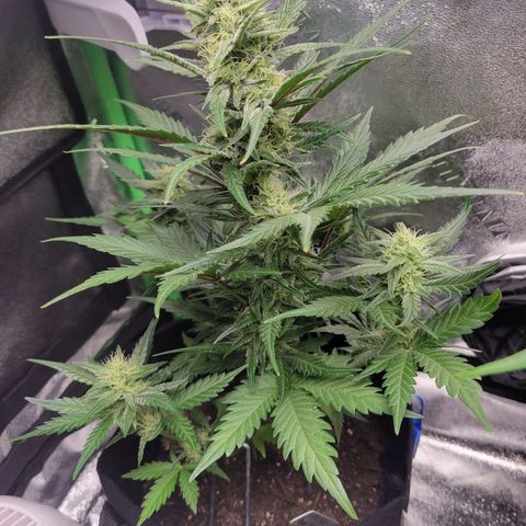 Gorilla Cookies Autoflower growlog timeline photo