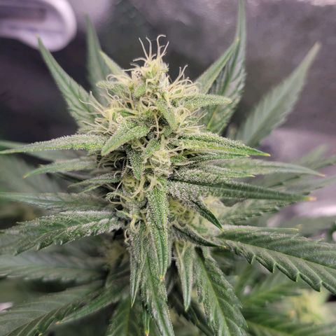 Gorilla Cookies Autoflower growlog timeline photo