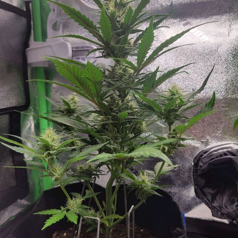 Gorilla Cookies Autoflower growlog timeline photo