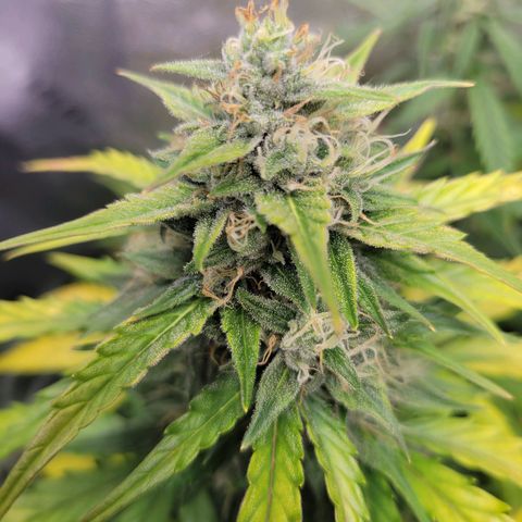Godzilla Cookies growlog timeline photo