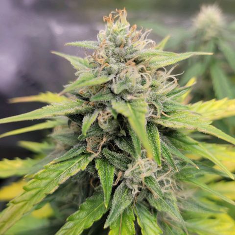 Godzilla Cookies growlog timeline photo