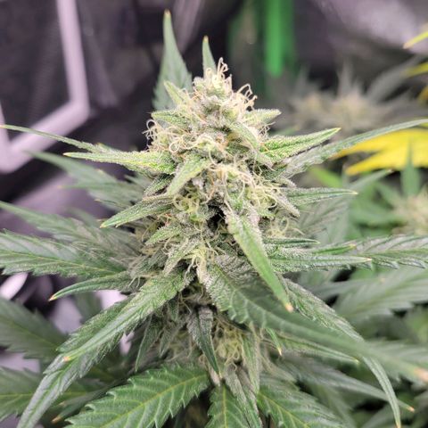 Gorilla Cookies Autoflower growlog timeline photo