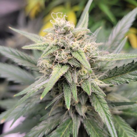 Gorilla Cookies Autoflower growlog timeline photo