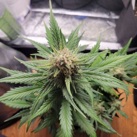 Gorilla Cookies Autoflower growlog timeline photo
