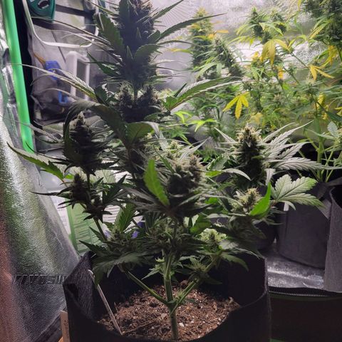 Gorilla Cookies Autoflower growlog timeline photo