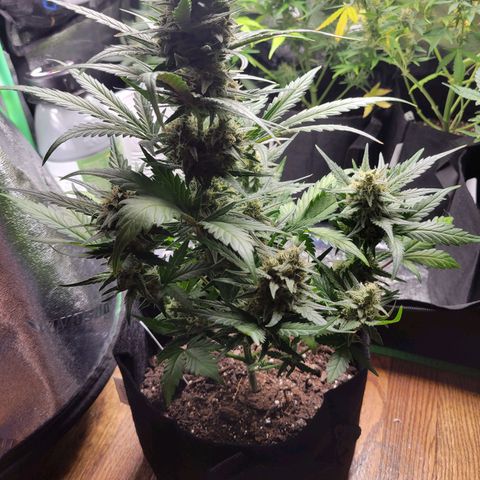 Gorilla Cookies Autoflower growlog timeline photo