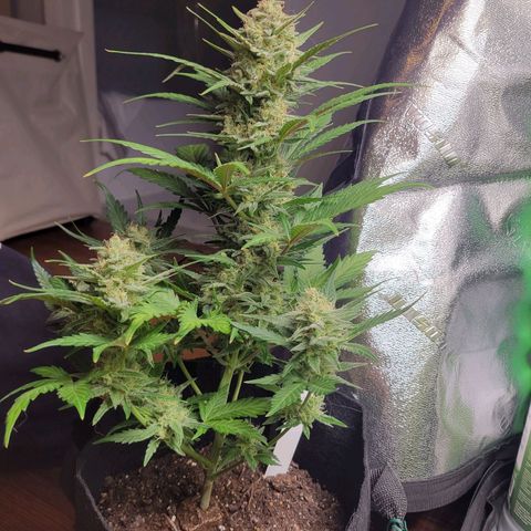 Gorilla Cookies Autoflower growlog timeline photo