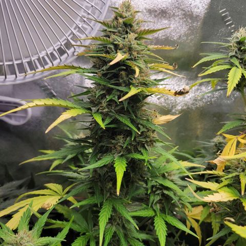 Godzilla Cookies growlog timeline photo