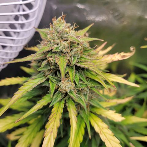 Godzilla Cookies growlog timeline photo
