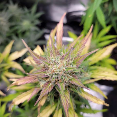 Godzilla Cookies growlog timeline photo