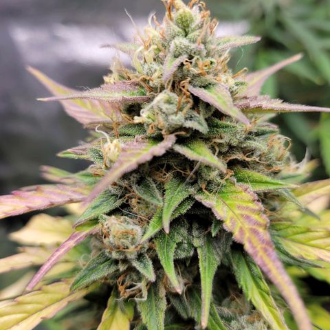Godzilla Cookies growlog timeline photo