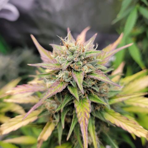 Godzilla Cookies growlog timeline photo