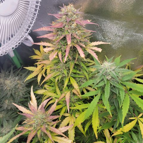 Godzilla Cookies growlog timeline photo
