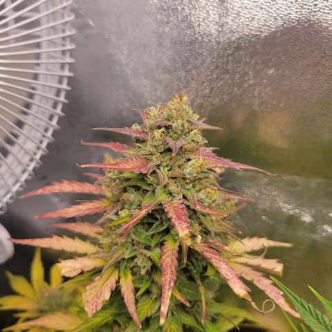 Godzilla Cookies growlog timeline photo