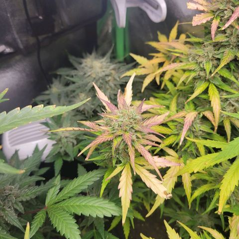 Godzilla Cookies growlog timeline photo