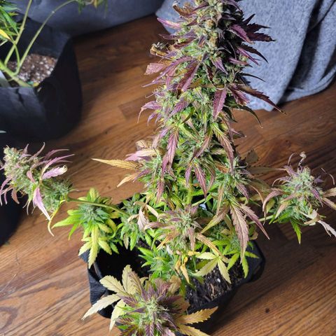 Godzilla Cookies growlog timeline photo