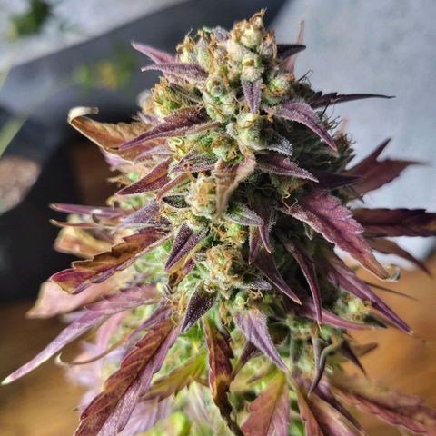 Godzilla Cookies growlog timeline photo