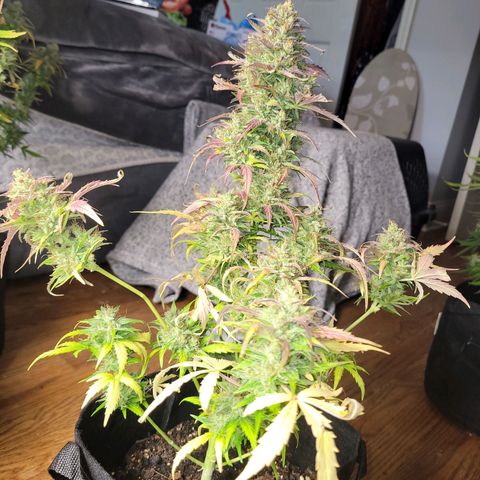 Godzilla Cookies growlog timeline photo