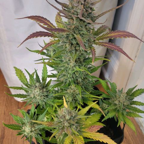 Gorilla Cookies Autoflower growlog timeline photo