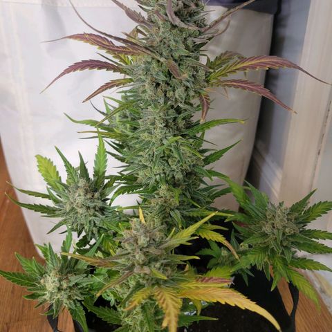 Gorilla Cookies Autoflower growlog timeline photo