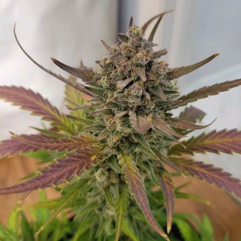 Gorilla Cookies Autoflower growlog timeline photo