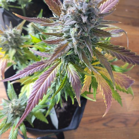 Gorilla Cookies Autoflower growlog timeline photo