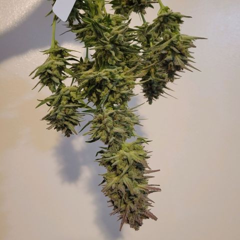 Gorilla Cookies Autoflower growlog timeline photo
