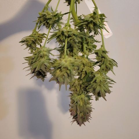 Gorilla Cookies Autoflower growlog timeline photo