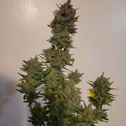 Gorilla Cookies Autoflower growlog timeline photo