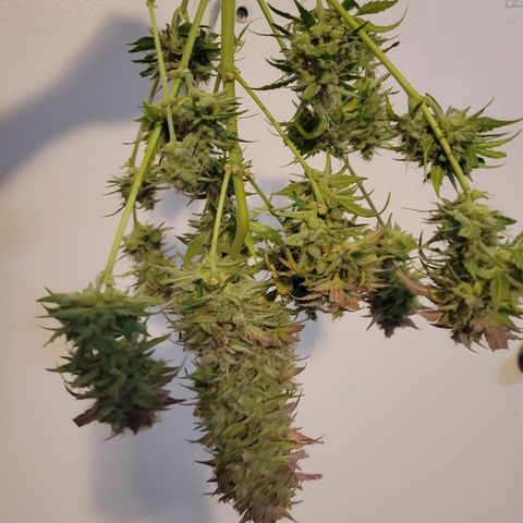 Godzilla Cookies growlog timeline photo