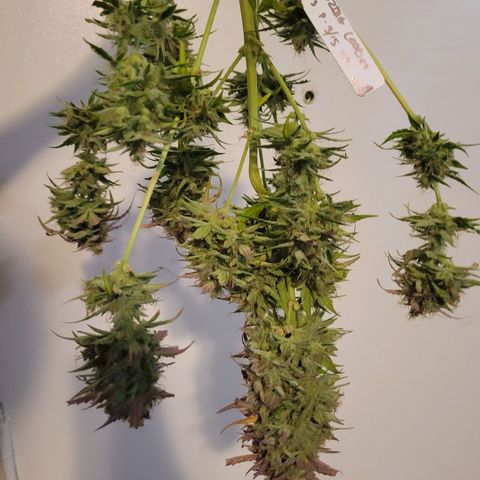 Godzilla Cookies growlog timeline photo