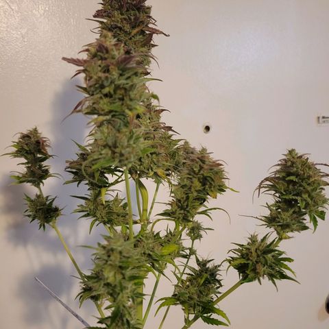Godzilla Cookies growlog timeline photo