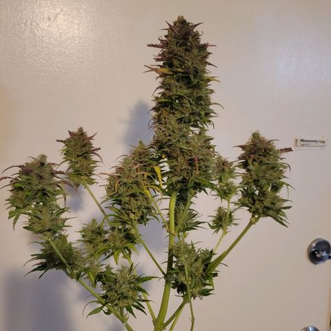 Godzilla Cookies growlog timeline photo